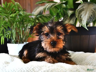Yorkshire Terrier dogs Peter - Ad 11