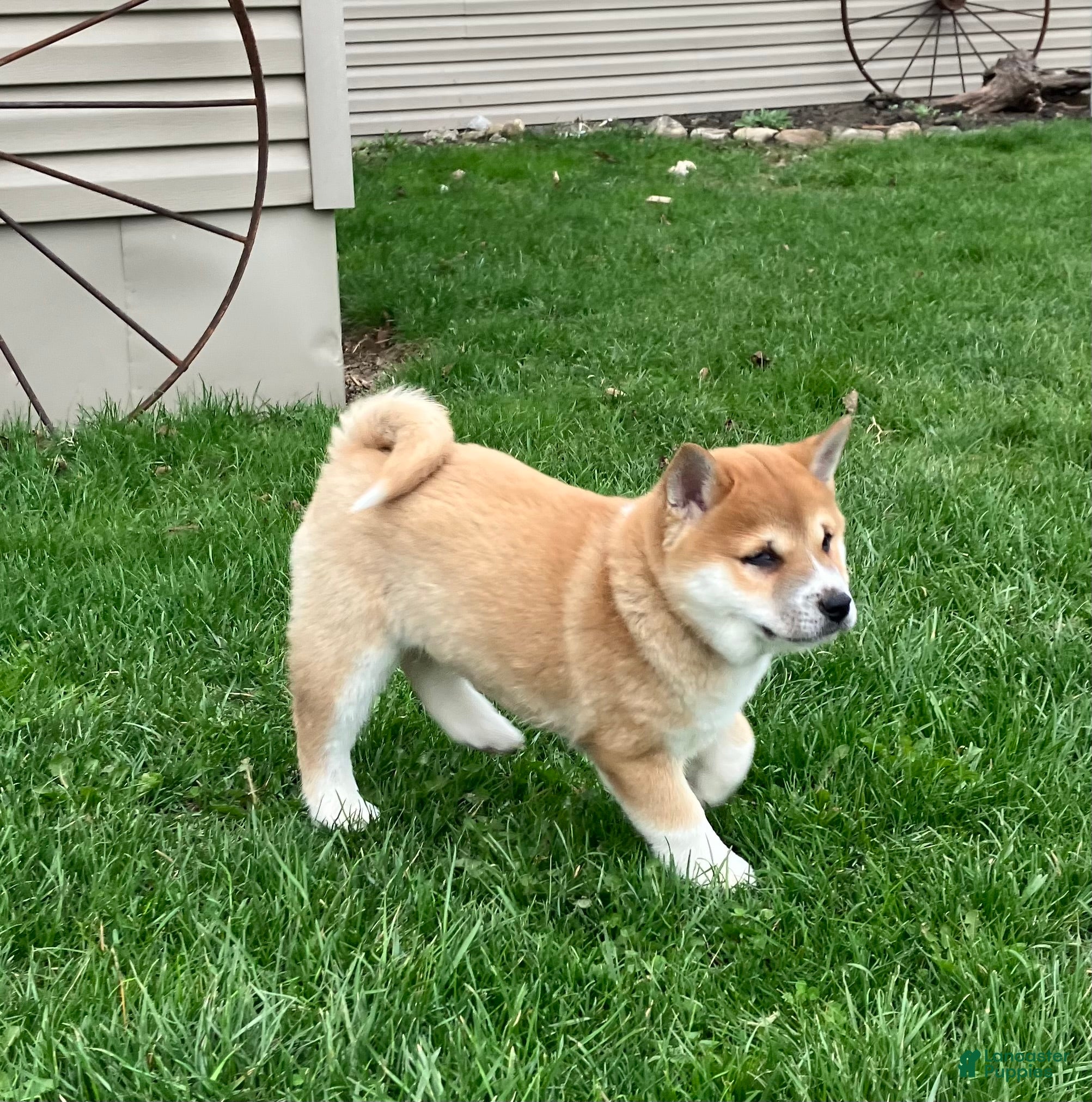 Shiba Inu dogs Big Boy - Ad 1