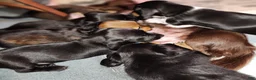 Dachshund dogs for sale: Sydney - Ad 2