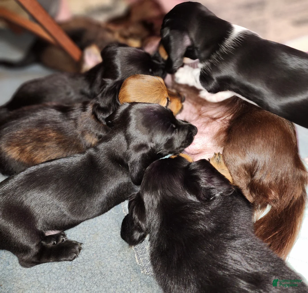 Dachshund dogs for sale: Sydney - Ad 2