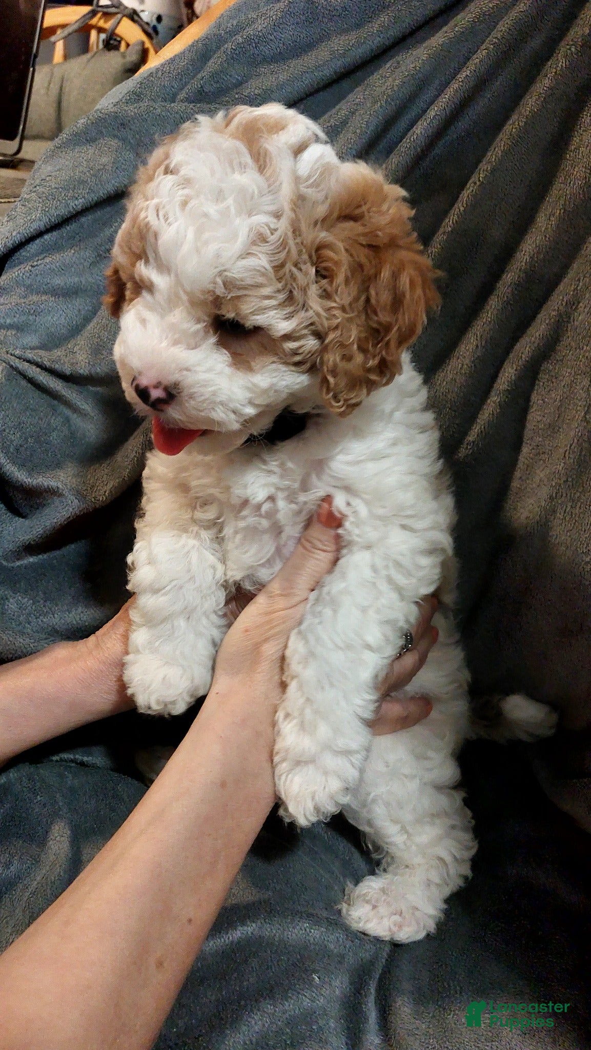 Cavapoo dogs Cavapoo Puppy 1  George - Ad 33
