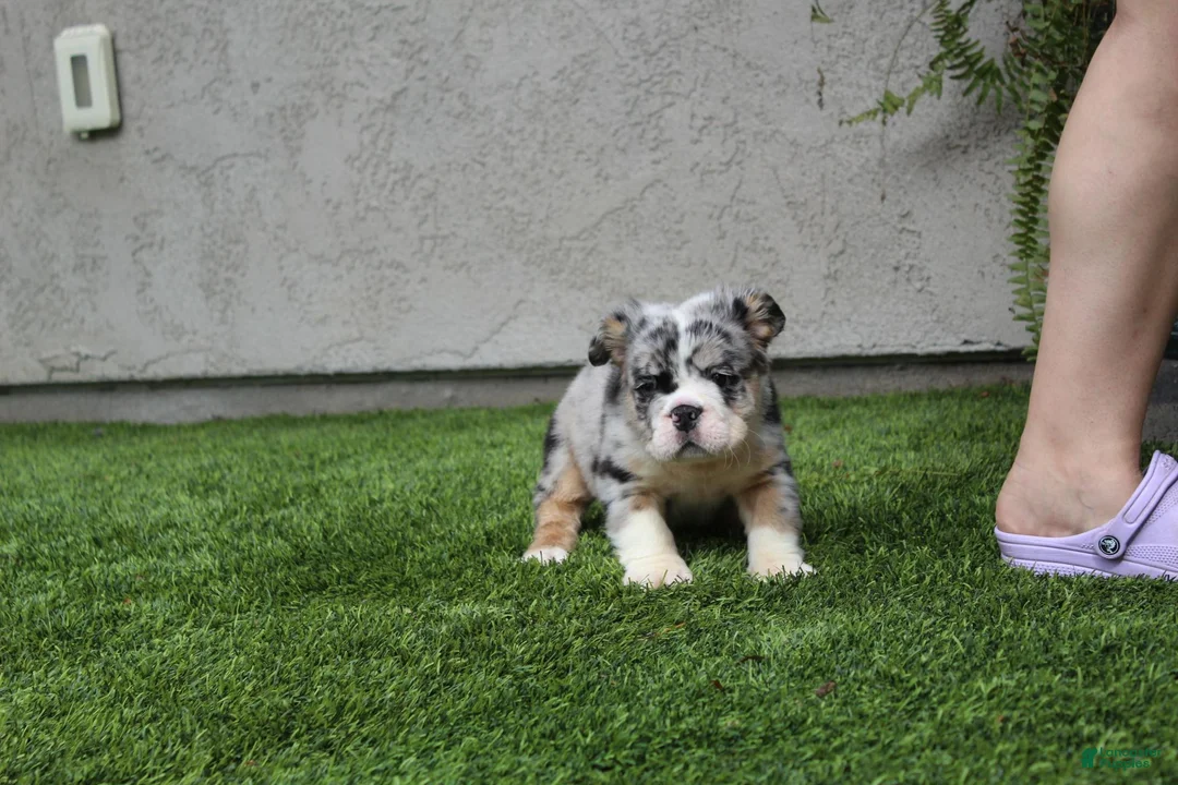 English Bulldog dogs for sale: English Bulldog 1 - Ad 12