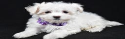 Maltese dogs for sale: Layla - Ad 2