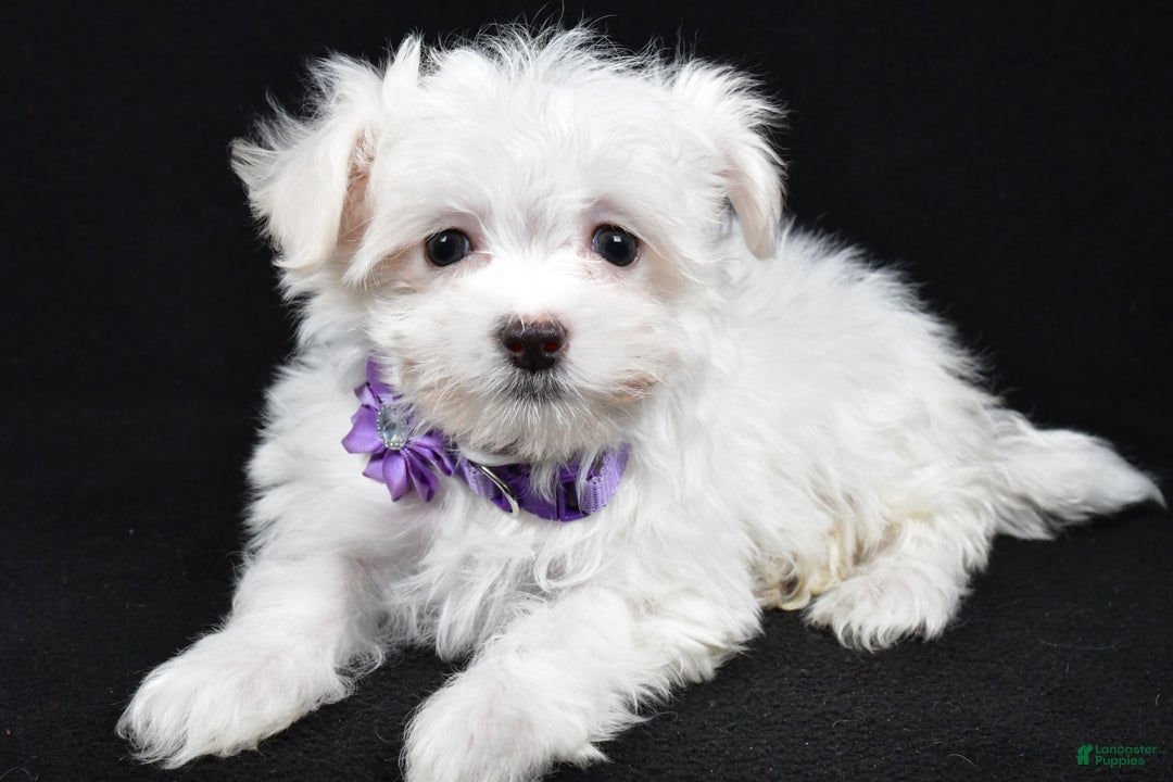 Maltese dogs for sale: Layla - Ad 2
