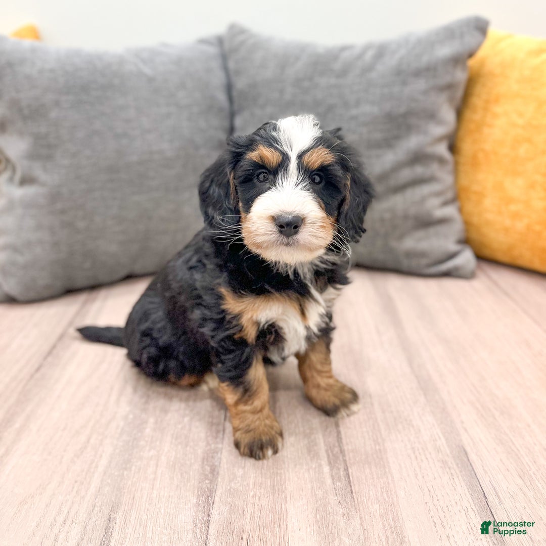 Mini Bernedoodle dogs for sale: Skye - Ad 2