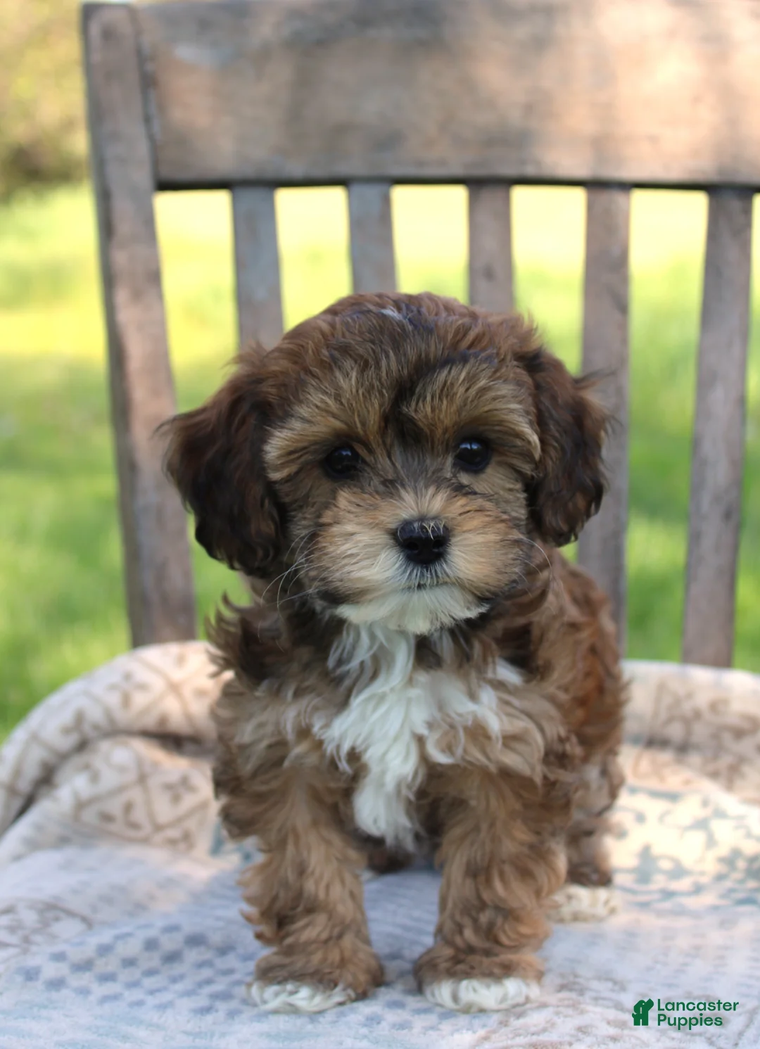 Havapoo dogs for sale: Tina - Ad 2