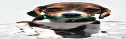 Beagle dogs for sale: Maddie - Ad 6
