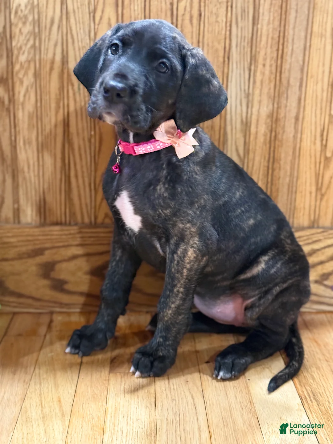 Great Dane dogs for sale: Luna  - Ad 3