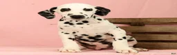 Dalmatian dogs for sale: Roscoe - Ad 7