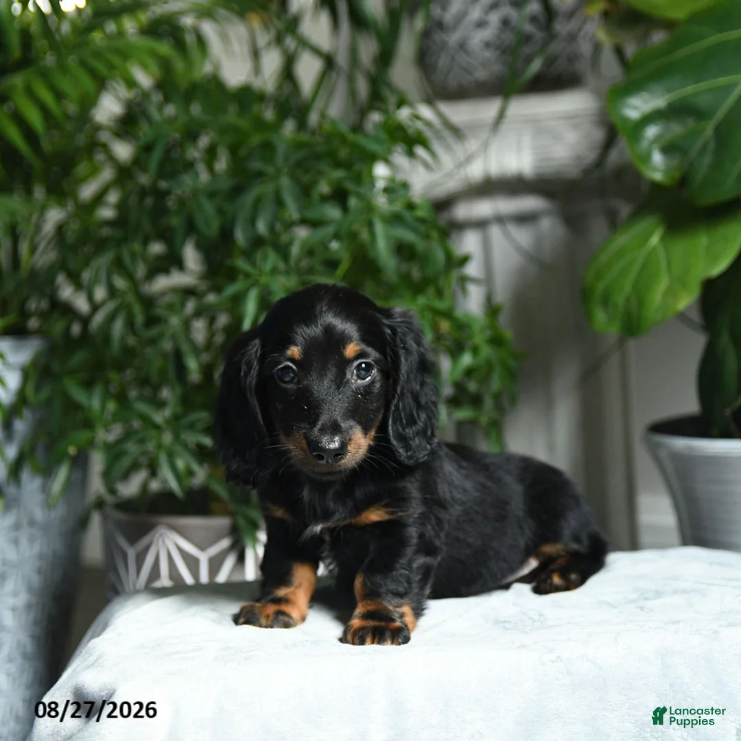 Miniature Dachshund dogs for sale: Washington - Ad 1