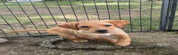 Labrador Retriever dogs for sale: Light green collar Yodi - Ad 3