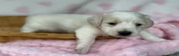 Miniature Dachshund dogs for sale: Pink collar girl - Ad 4