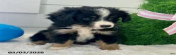 Miniature Australian Shepherd dogs for sale: Duke - Ad 3