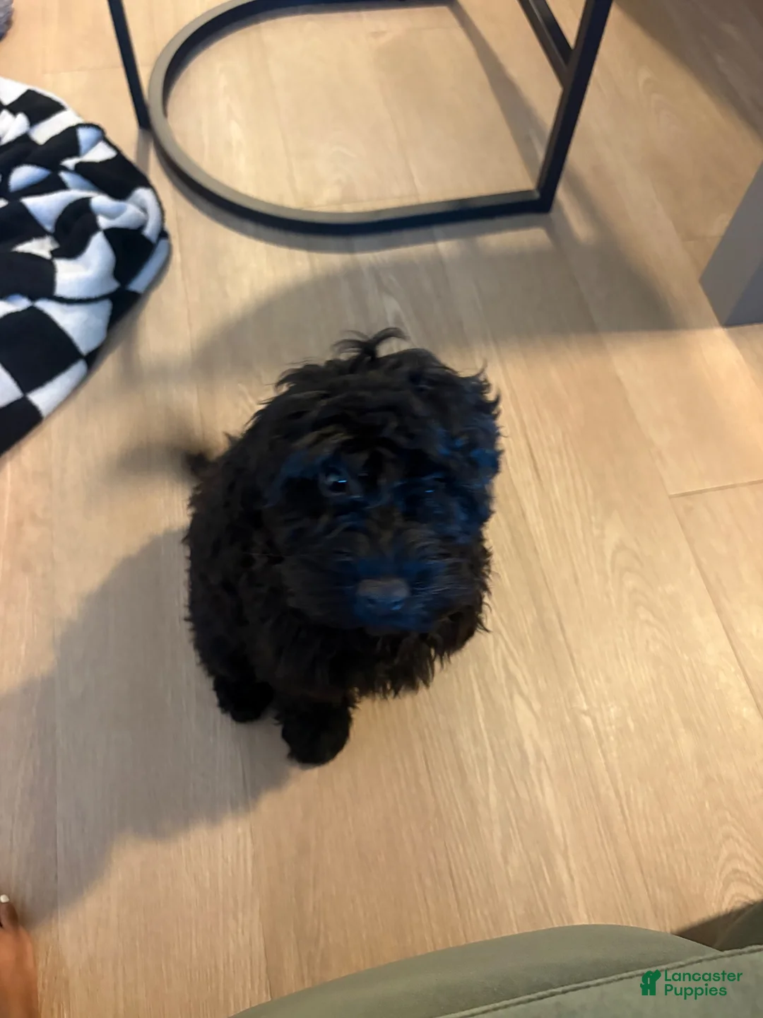 Cavapoo dogs for sale: Cavapoo 1 - Ad 2