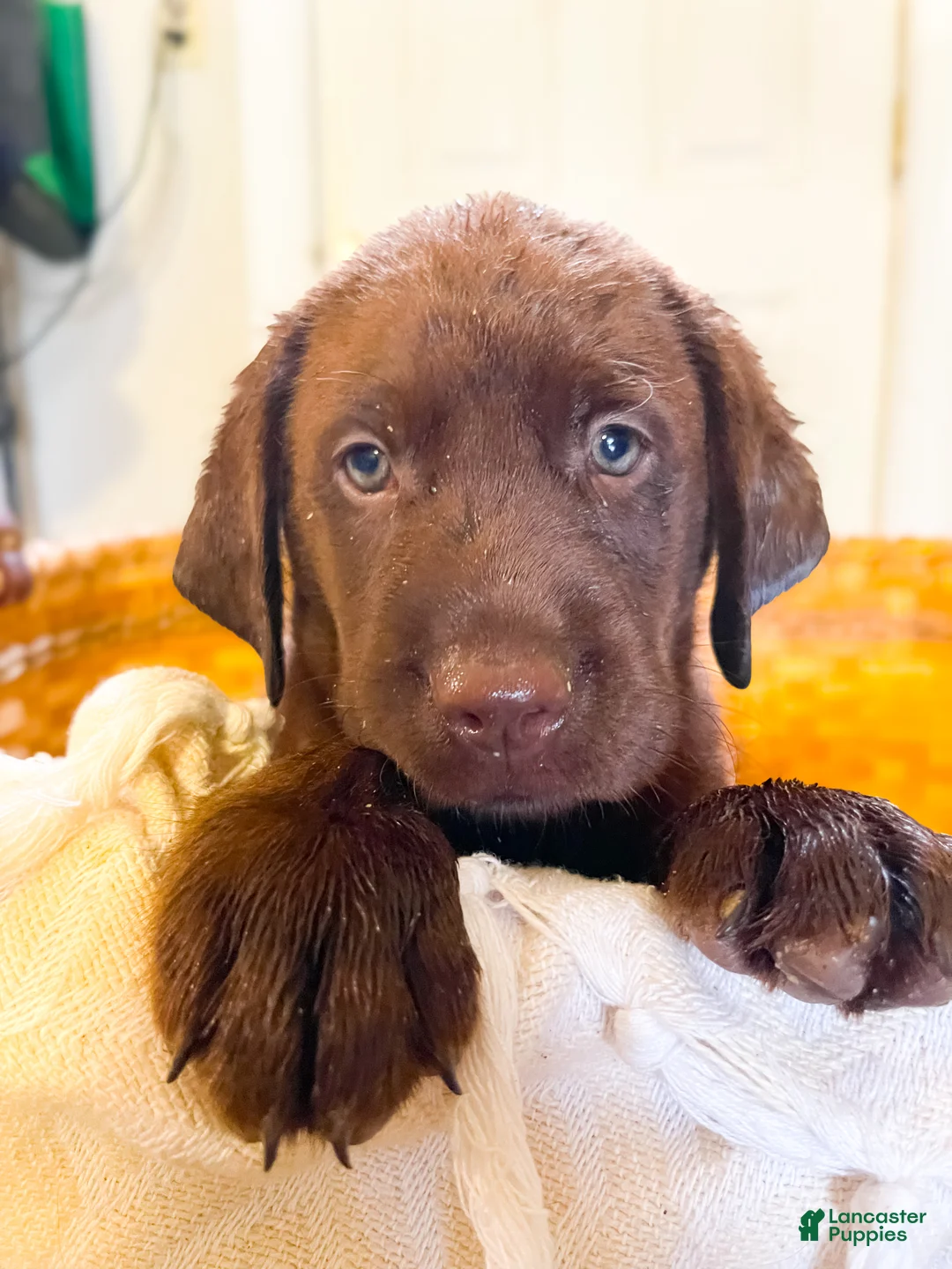 Labrador Retriever dogs for sale: Bear - Ad 2