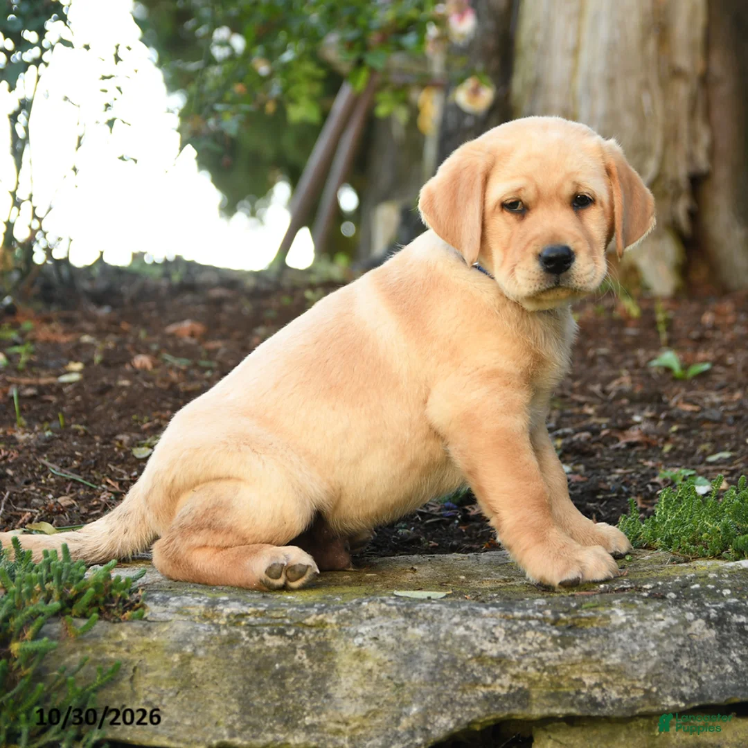 Labrador Retriever dogs for sale: Arthur - Ad 2