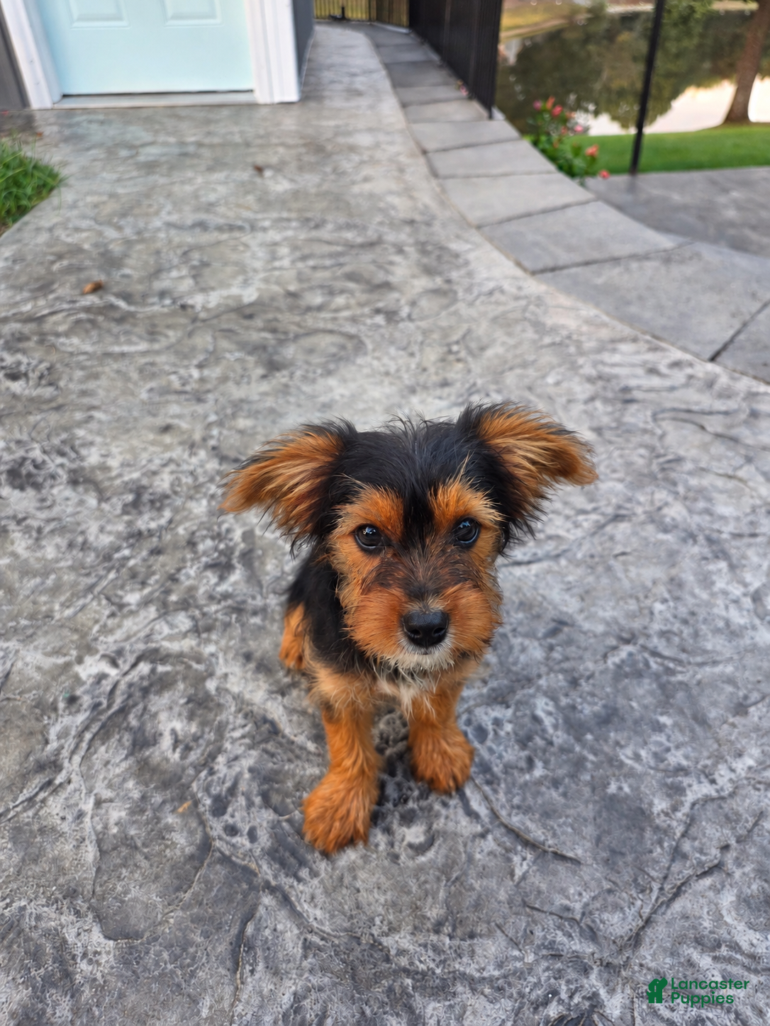 Yorkshire Terrier dogs Snuffy - Ad 1