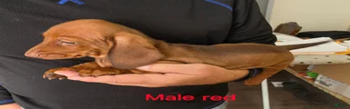 Miniature Dachshund Red Male 
