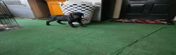 Labrador Retriever dogs for sale: Labrador Retriever Puppy 4 - Ad 5