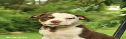 Mixed Breed dogs for sale: Madison - Ad 5