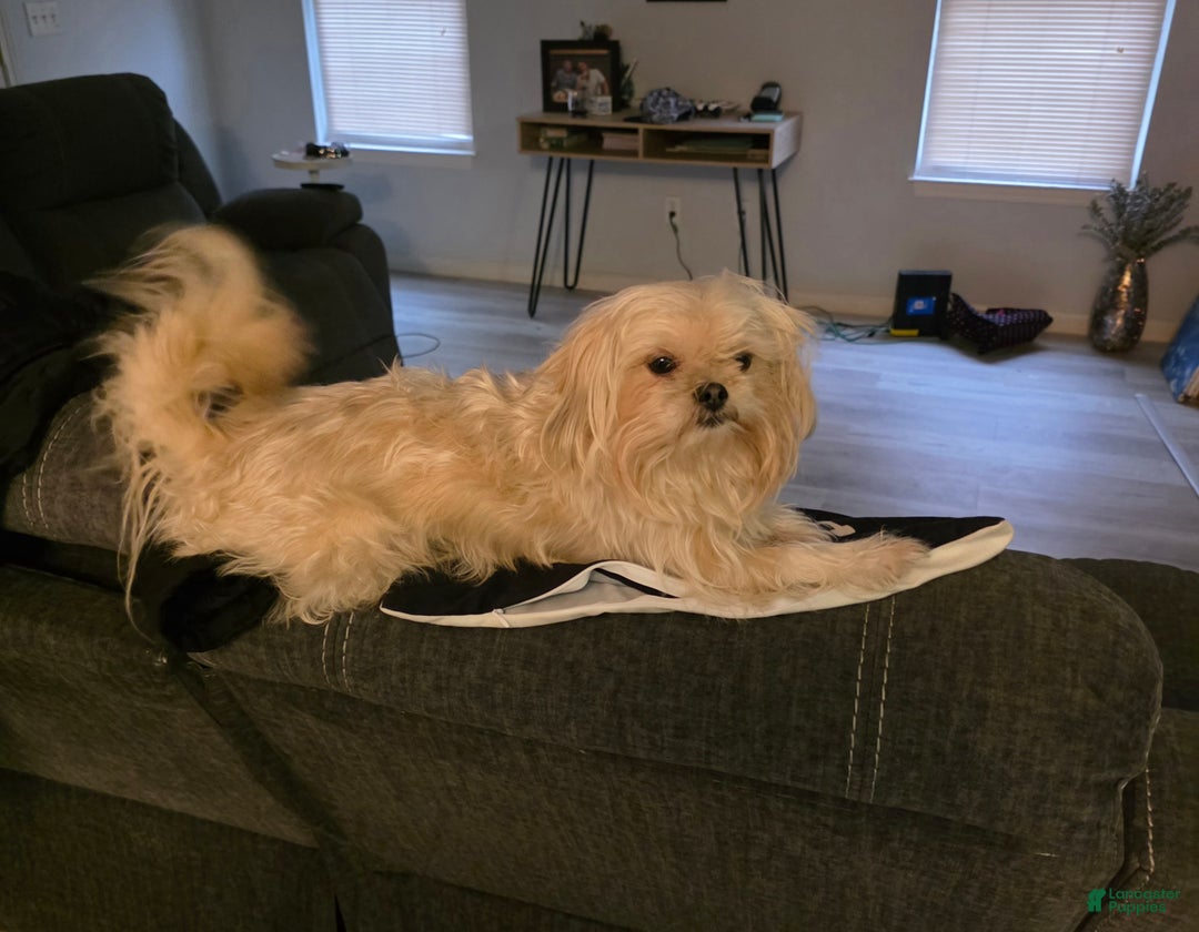 Mixed Breed dogs for sale: Ginger - Ad 12