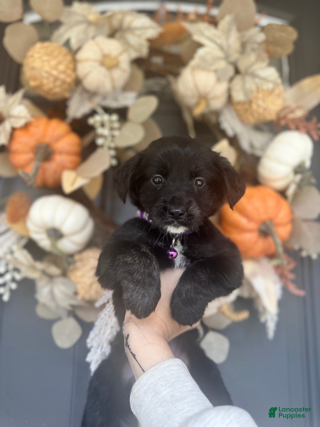 Mixed Breed dogs for sale: Skye - Ad 15