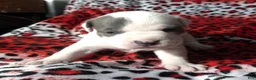 American Bully dogs for sale: "CHRISTINA AGUILERA" - Ad 6