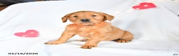 Golden Retriever dogs for sale: Maverick - Ad 5