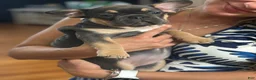 French Bulldog dogs for sale: French Bulldog 3 - Ad 5