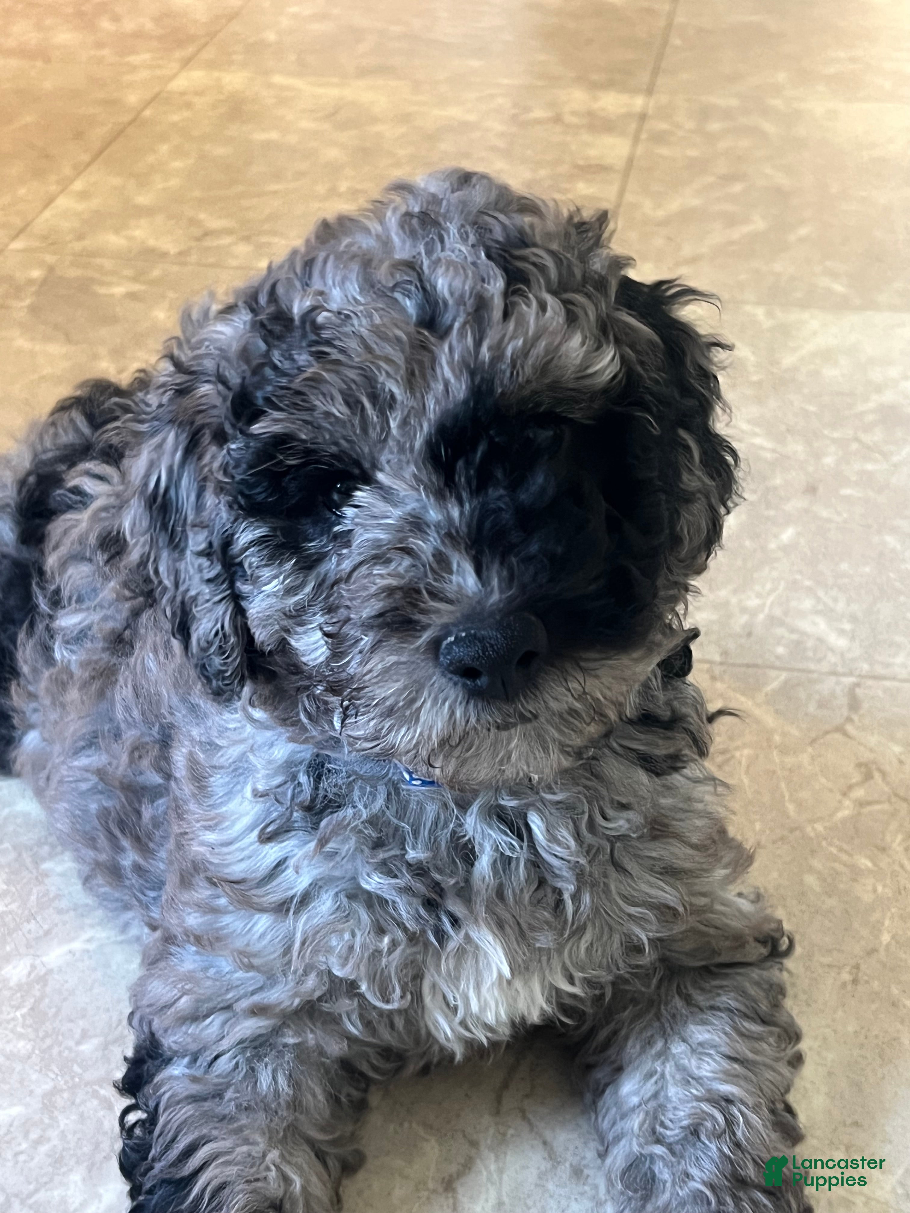 Mini Goldendoodle dogs Patch Mini Goldendoodle Puppy  - Ad 2