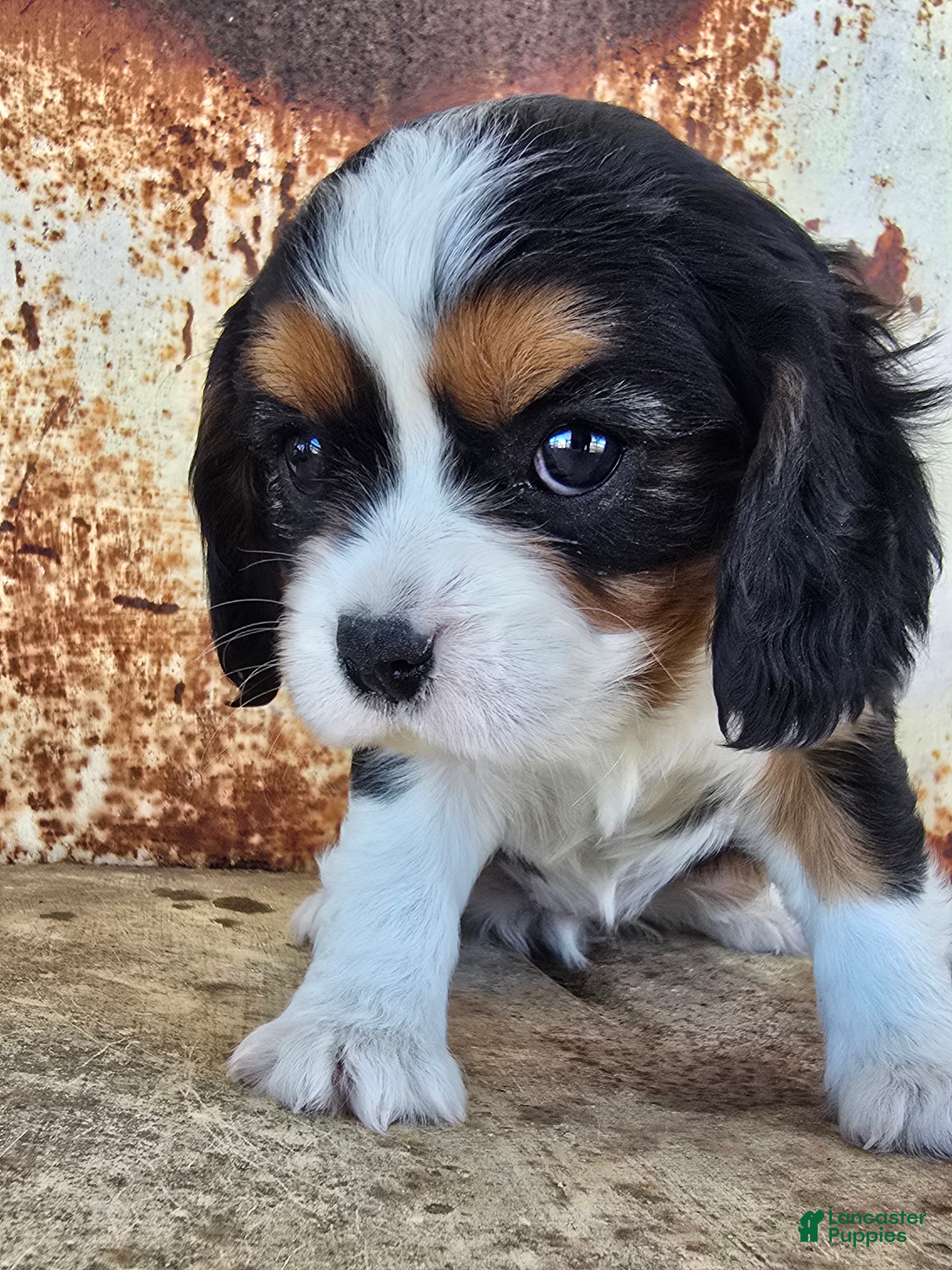 Cavalier King Charles Spaniel dogs Desiree - Ad 8