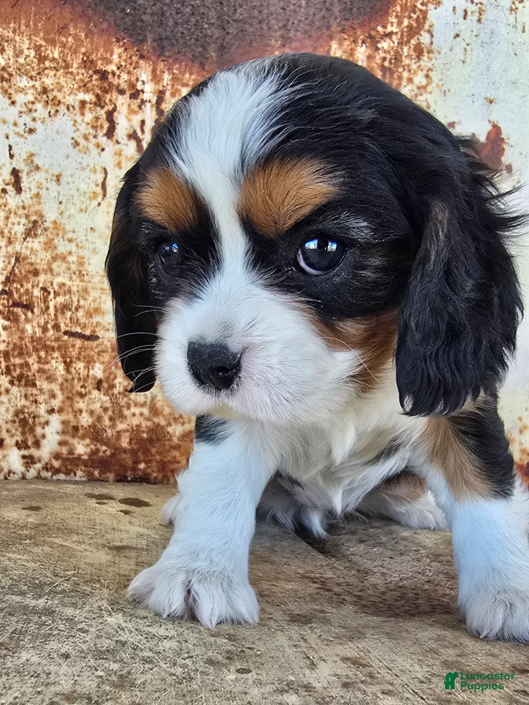 Cavalier King Charles Spaniel dogs for sale: Desiree - Ad 1