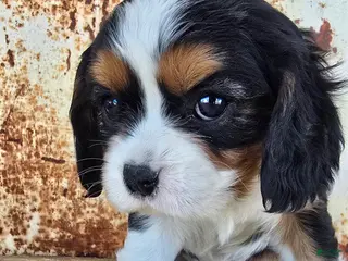 Cavalier King Charles Spaniel dogs Desiree - Ad 8