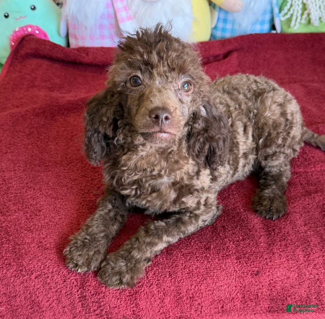 Toy Poodle dogs for sale: Hank - Ad 3