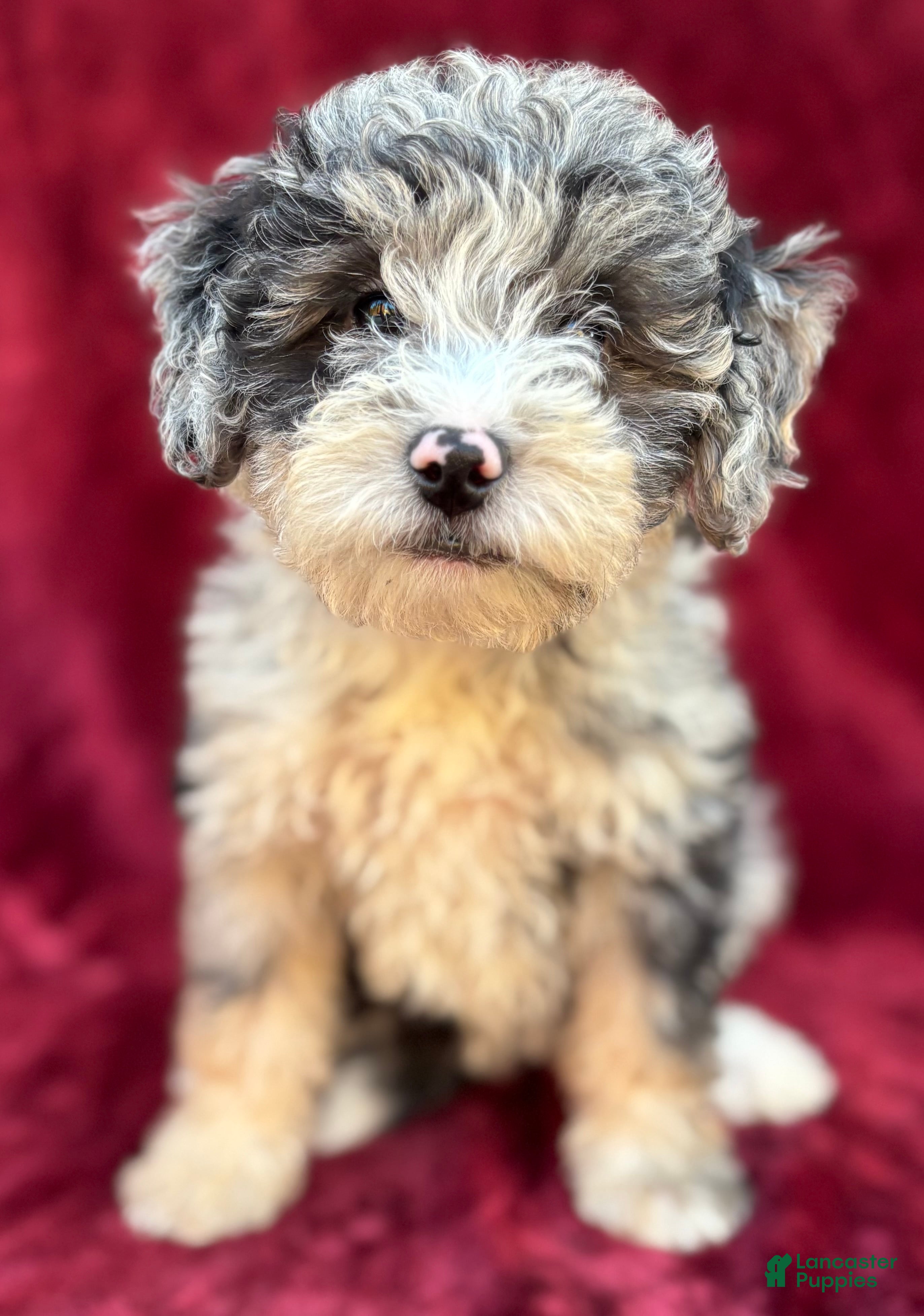Mini Bernedoodle dogs for sale: Sailor  - Ad 1