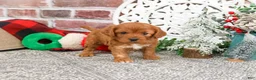 Cavapoo dogs for sale: Boone - Ad 8