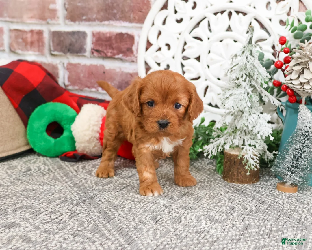 Cavapoo dogs for sale: Boone - Ad 8