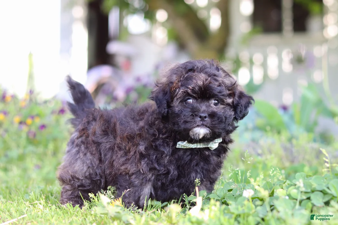 Shihpoo dogs for sale: Troy - Ad 2