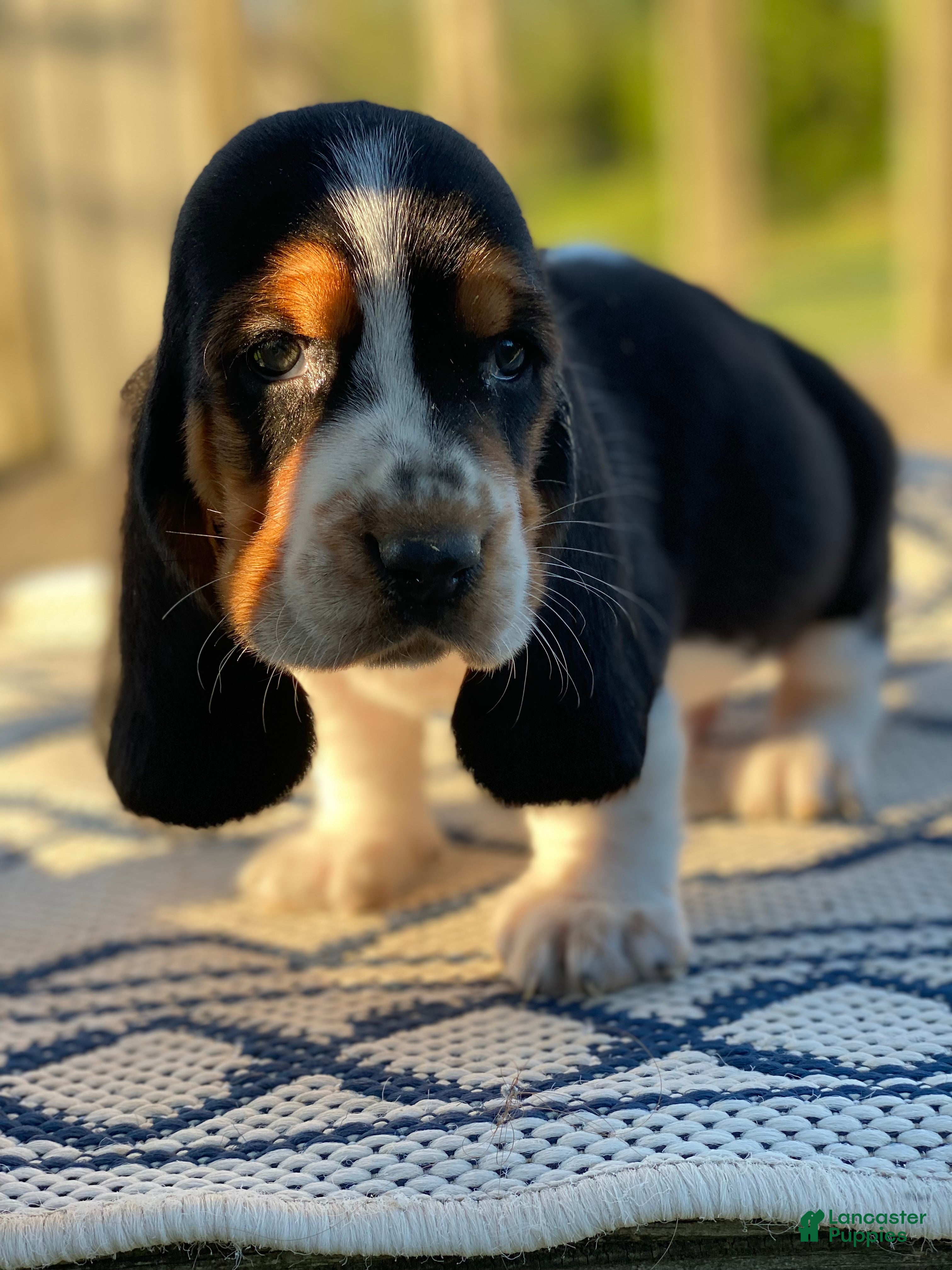 Basset Hound