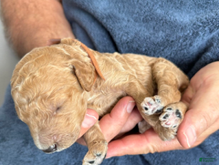 Goldendoodle dogs Male Brown Collar(Hulk) - Ad 37