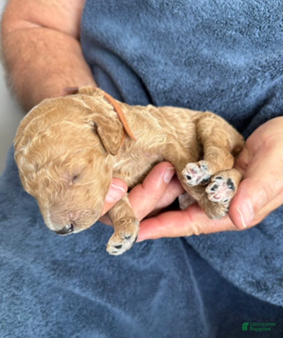 Goldendoodle dogs for sale: Male Brown Collar(Hulk) - Ad 1