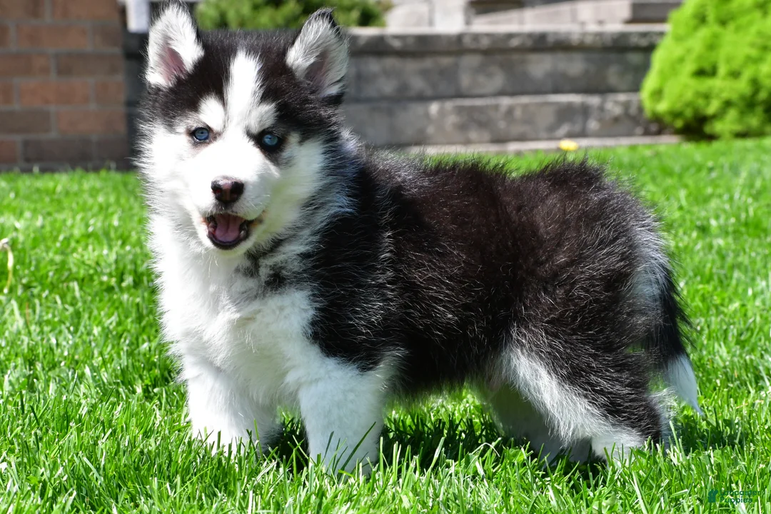 Pomsky dogs for sale: Otis - Ad 2
