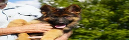 German Shepherd dogs for sale: female - orange collar - Ad 1