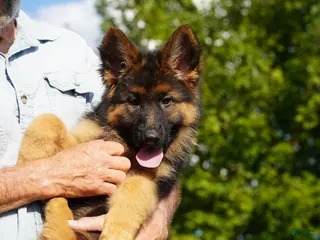 German Shepherd dogs female - orange collar - Ad 31