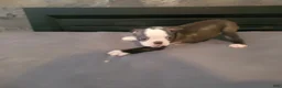 Boston Terrier dogs for sale: Kim  - Ad 4