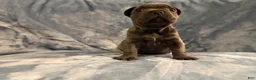 French Bulldog dogs for sale: French Bulldog 1 - Ad 5
