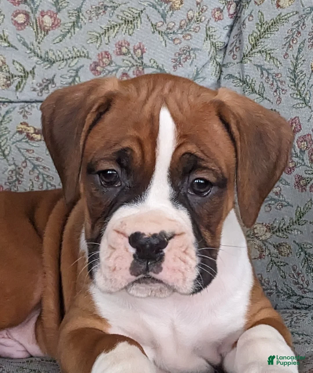 Gallery Image {{count}}