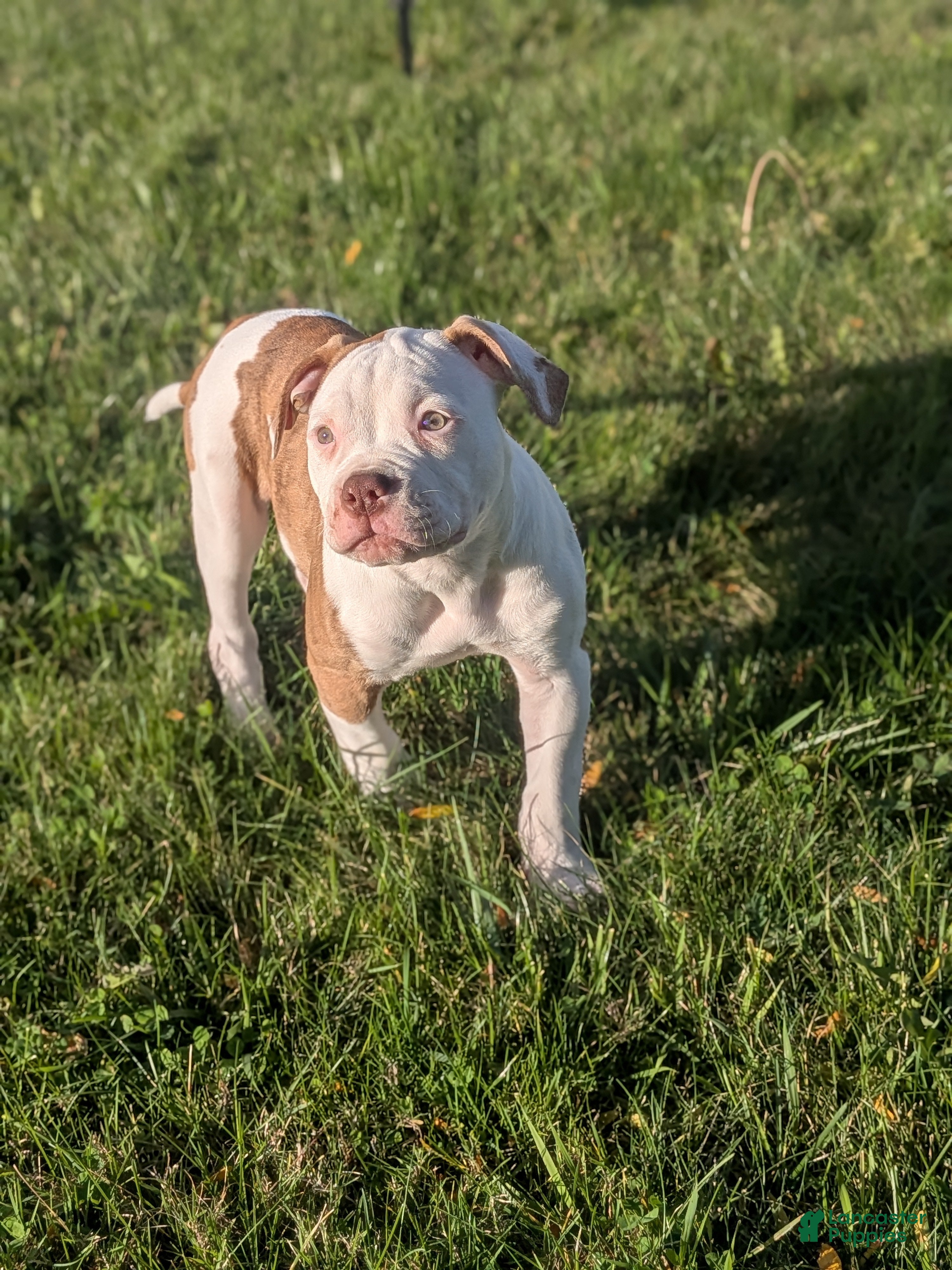 Bull Dog American Hybrid Bulldog Cheap Bull Arab Cross American