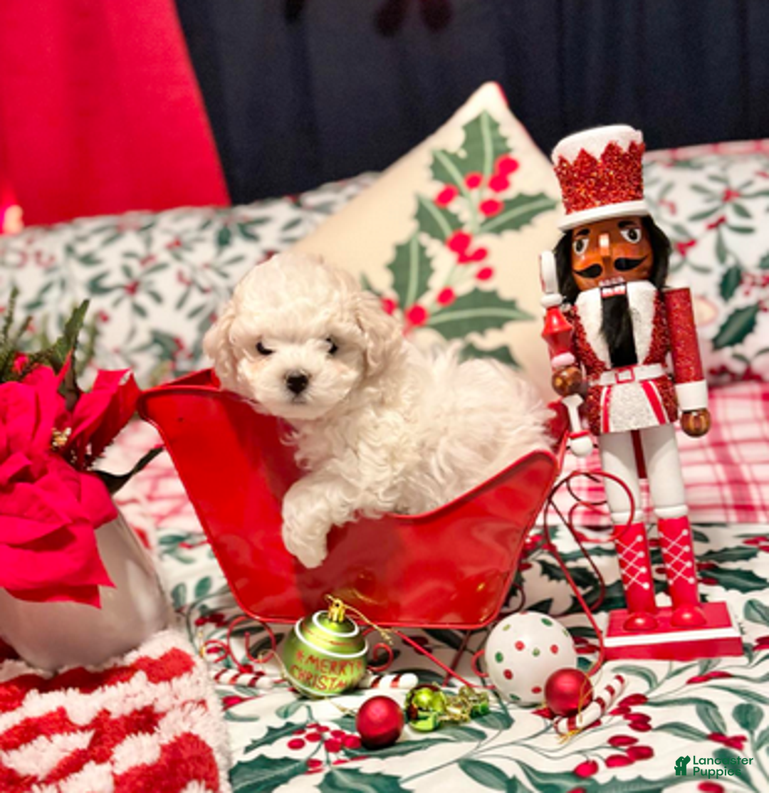 Bichon Frise dogs for sale: Paul - Ad 5