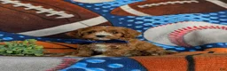 Cavapoo dogs for sale: Murdoch - Ad 4